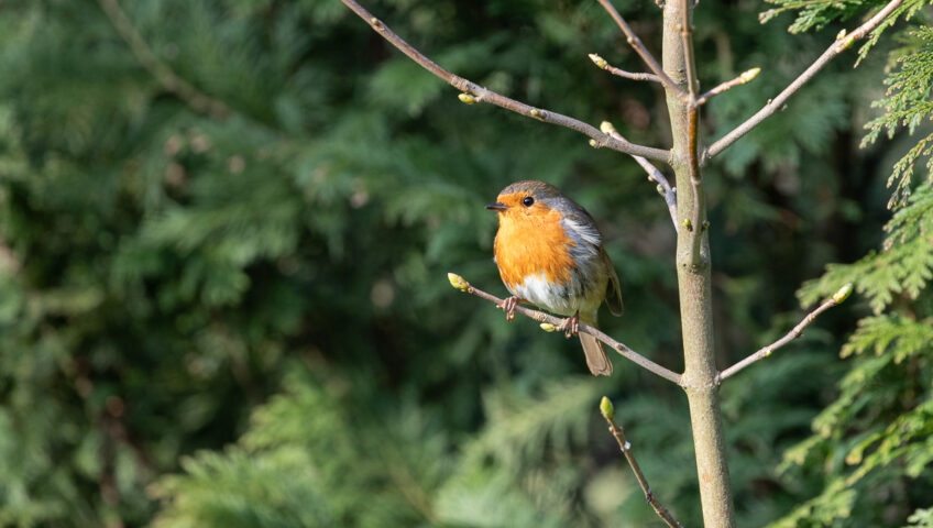 Rouge gorge