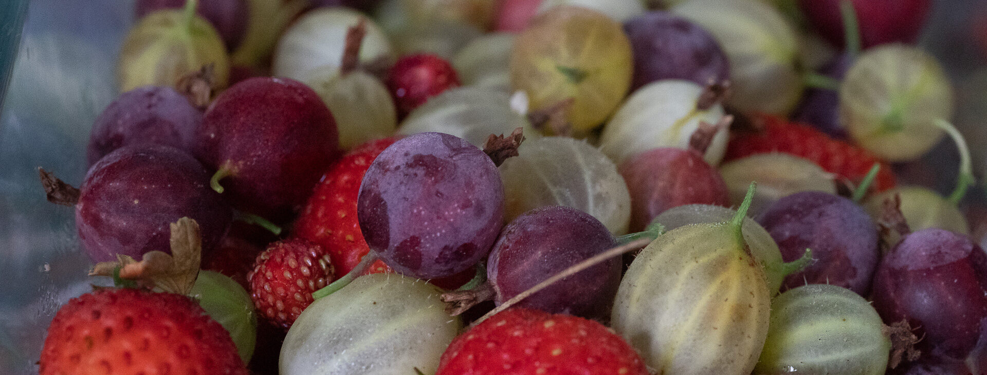 Petits fruits