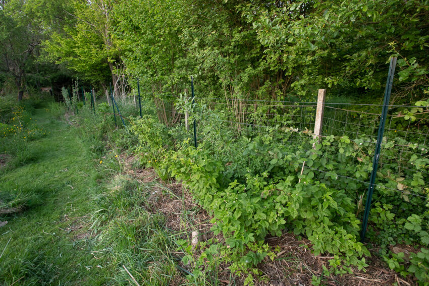 Remplacer une haie de thuyas par une haie gourmande - Le jardin qui se
