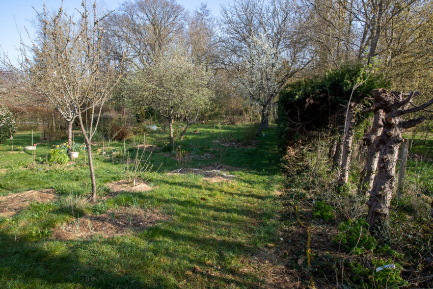 Remplacer une haie de thuyas par une haie gourmande Le jardin qui se mange