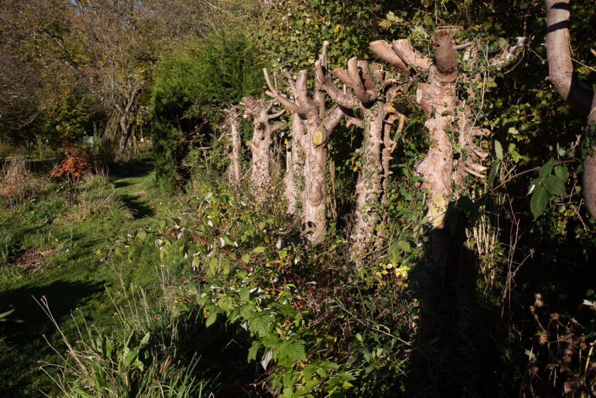 Remplacer une haie de thuyas par une haie gourmande Le jardin qui se mange