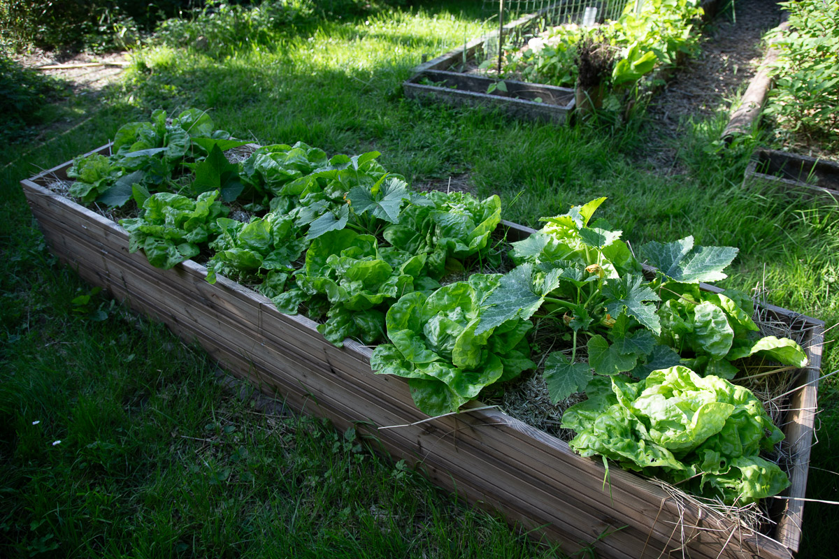 Culture Faire de la culture en lasagne Le jardin qui se mange — free download
